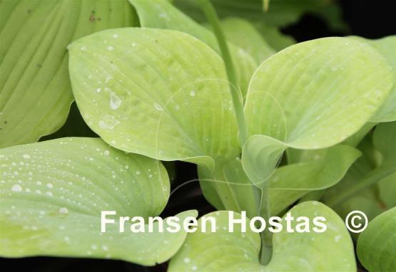 Hosta Golden Chimes